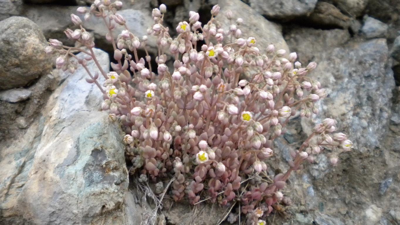 Valnontey - Sedum dasyphyllum